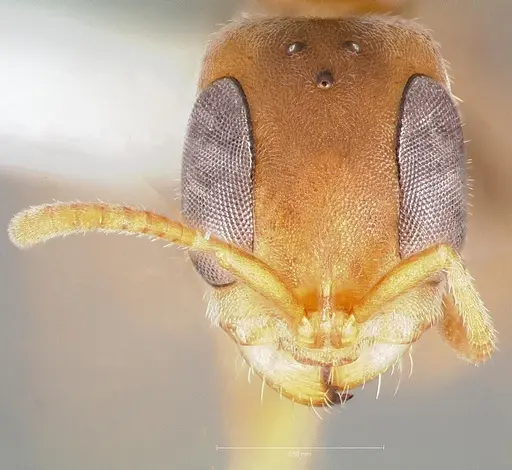 Pseudomyrmex oculatus specimen CASENT0005875 image casent0005875_2