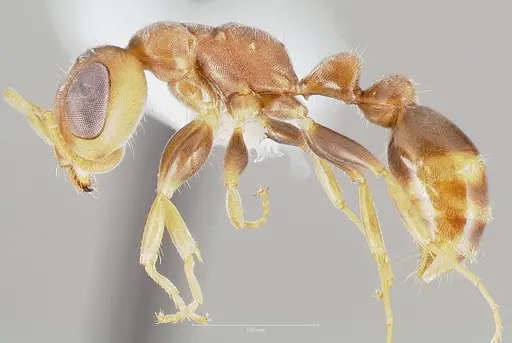 Pseudomyrmex oculatus specimen CASENT0005875 image casent0005875_3