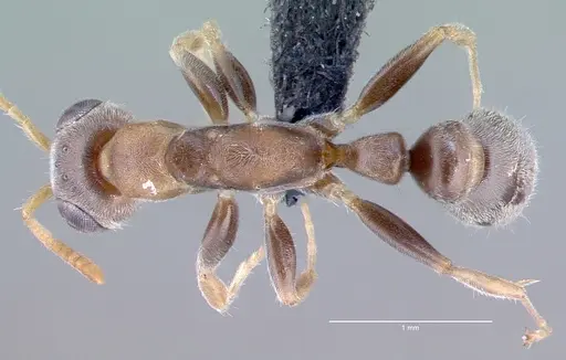 Pseudomyrmex oculatus specimen CASENT0040138 image casent0040138_1