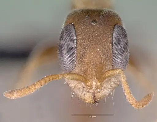 Pseudomyrmex oculatus specimen CASENT0040138 image casent0040138_2