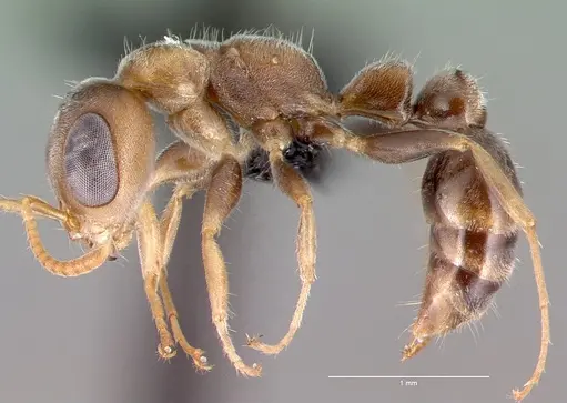 Pseudomyrmex oculatus specimen CASENT0040138 image casent0040138_3