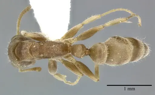 Pseudomyrmex oculatus specimen CASENT0246286 image casent0246286_1