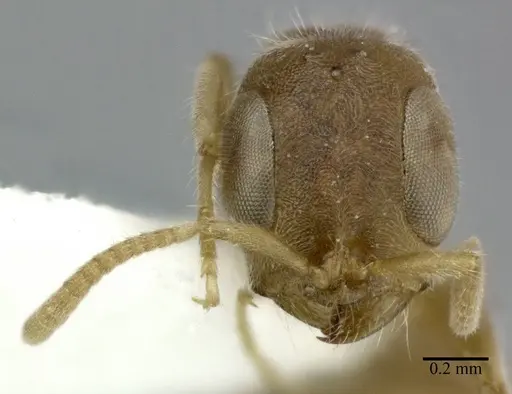 Pseudomyrmex oculatus specimen CASENT0246286 image casent0246286_2