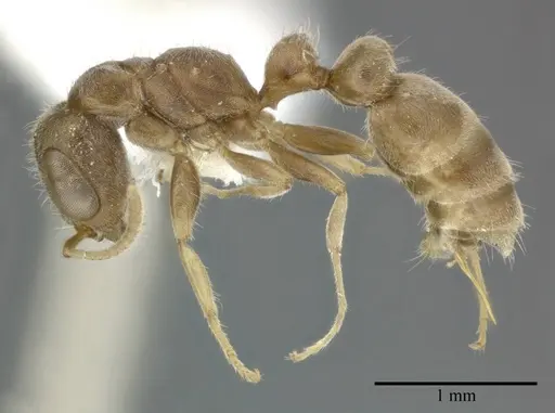 Pseudomyrmex oculatus specimen CASENT0246286 image casent0246286_3