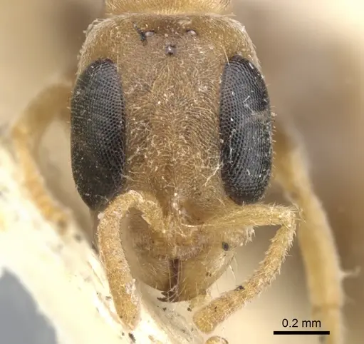 Pseudomyrmex oculatus specimen CASENT0902915 image casent0902915_2