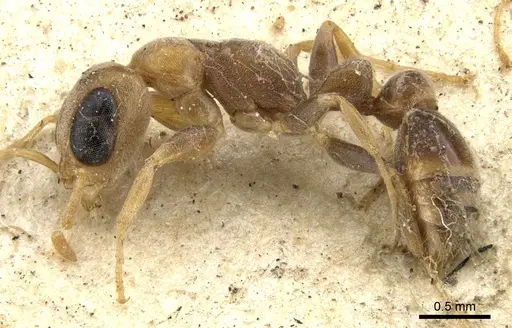Pseudomyrmex oculatus specimen CASENT0902915 image casent0902915_3
