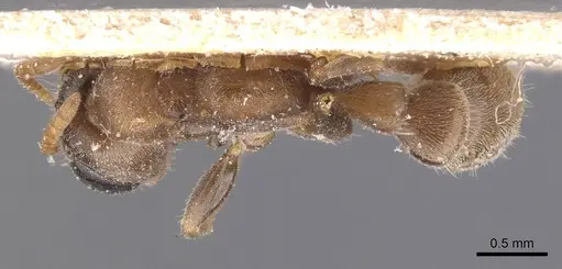 Pseudomyrmex oculatus specimen CASENT0907530 image casent0907530_1