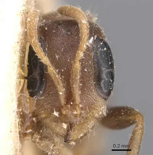 Pseudomyrmex oculatus specimen CASENT0907530 image casent0907530_2