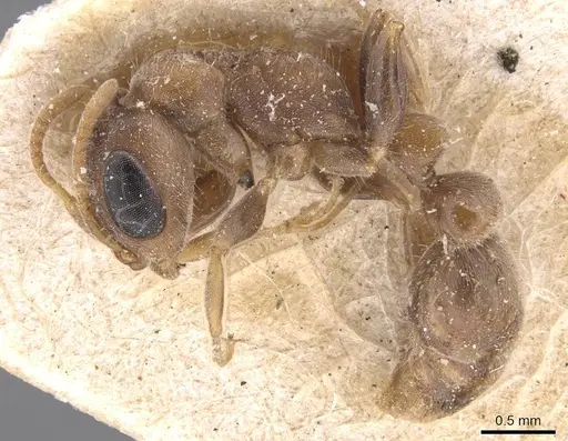 Pseudomyrmex oculatus specimen CASENT0907530 image casent0907530_3