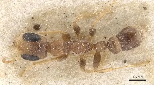 Pseudomyrmex oculatus specimen CASENT0907532 image casent0907532_1