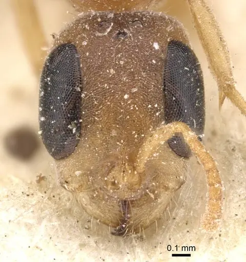 Pseudomyrmex oculatus specimen CASENT0907532 image casent0907532_2