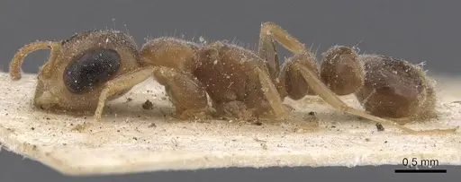 Pseudomyrmex oculatus specimen CASENT0907532 image casent0907532_3