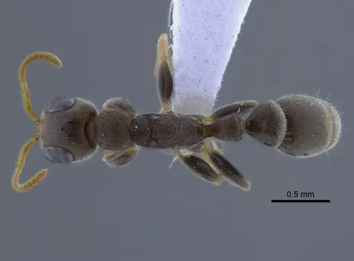 Pseudomyrmex oculatus specimen CBUMAGENT41758 image cbumagent41758_1