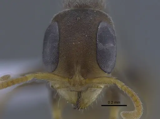 Pseudomyrmex oculatus specimen CBUMAGENT41758 image cbumagent41758_2