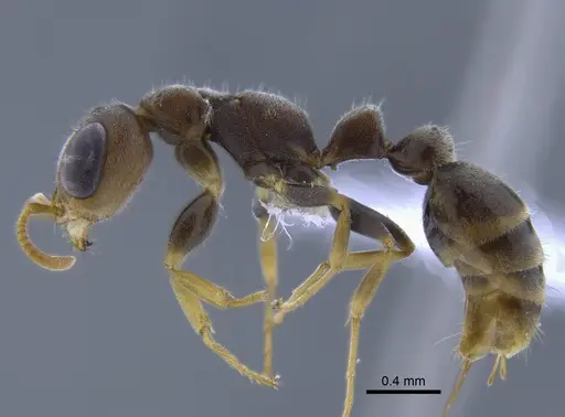 Pseudomyrmex oculatus specimen CBUMAGENT41758 image cbumagent41758_3