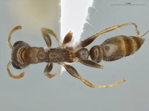 Pseudomyrmex oculatus specimen ECOFOG-PAT19-0078-13 image ecofog-pat19-0078-13_1