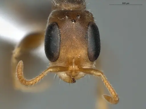 Pseudomyrmex oculatus specimen ECOFOG-PAT19-0078-13 image ecofog-pat19-0078-13_2
