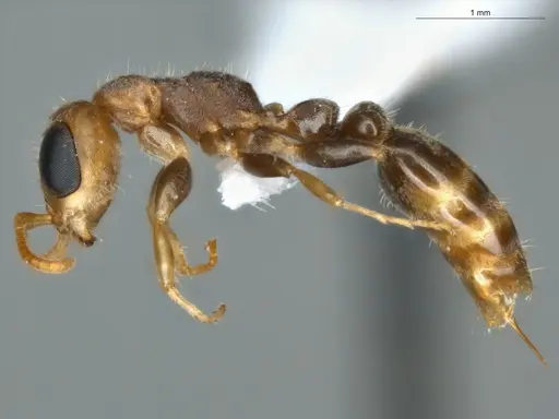 Pseudomyrmex oculatus specimen ECOFOG-PAT19-0078-13 image ecofog-pat19-0078-13_3