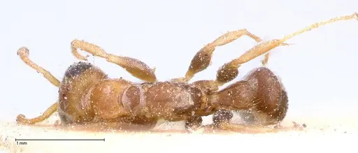 Pseudomyrmex oculatus specimen FOCOL0518 image focol0518_1