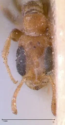 Pseudomyrmex oculatus specimen FOCOL0518 image focol0518_2