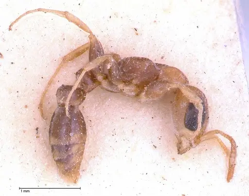 Pseudomyrmex oculatus specimen FOCOL0518 image focol0518_3