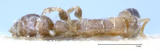 Pseudomyrmex oculatus specimen FOCOL0519 image focol0519_1