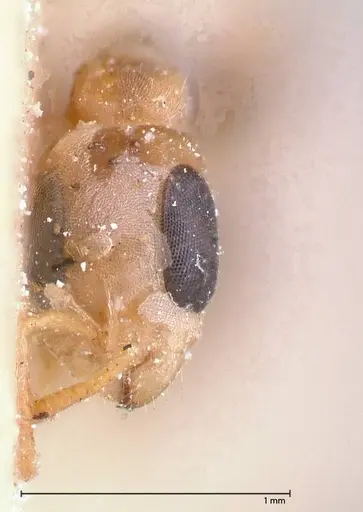 Pseudomyrmex oculatus specimen FOCOL0519 image focol0519_2