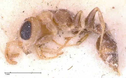 Pseudomyrmex oculatus specimen FOCOL0519 image focol0519_3
