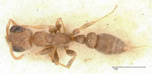Pseudomyrmex oculatus specimen FOCOL0520 image focol0520_1