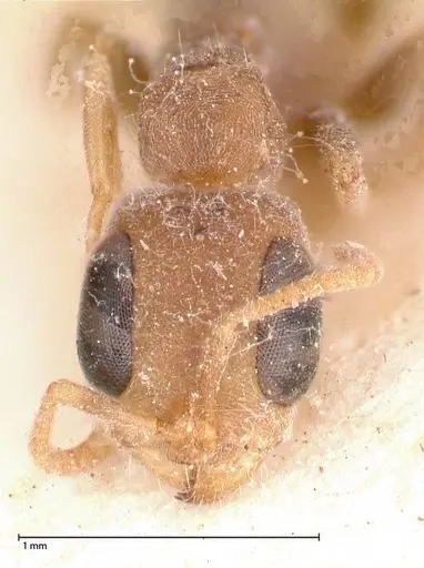 Pseudomyrmex oculatus specimen FOCOL0520 image focol0520_2