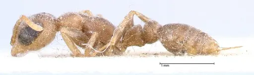 Pseudomyrmex oculatus specimen FOCOL0520 image focol0520_3