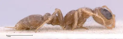 Pseudomyrmex oculatus specimen FOCOL0520 image focol0520_4