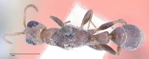 Pseudomyrmex oculatus specimen FOCOL0521 image focol0521_1