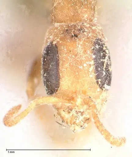 Pseudomyrmex oculatus specimen FOCOL0521 image focol0521_2