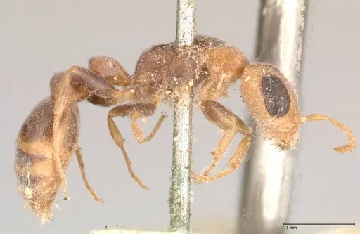 Pseudomyrmex oculatus specimen FOCOL0521 image focol0521_3