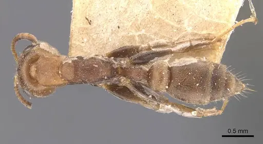 Pseudomyrmex oki specimen CASENT0907551 image casent0907551_1