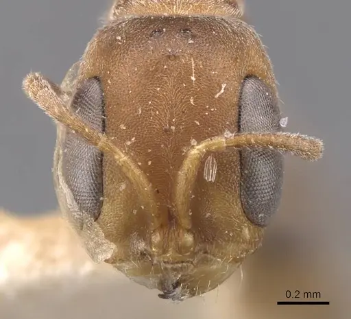 Pseudomyrmex oki specimen CASENT0907551 image casent0907551_2