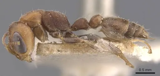 Pseudomyrmex oki specimen CASENT0907551 image casent0907551_3