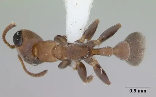 Pseudomyrmex oki specimen LACMENT142544 image lacment142544_1