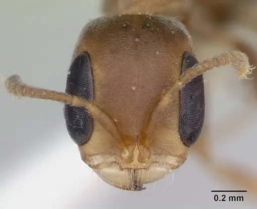 Pseudomyrmex oki specimen LACMENT142544 image lacment142544_2