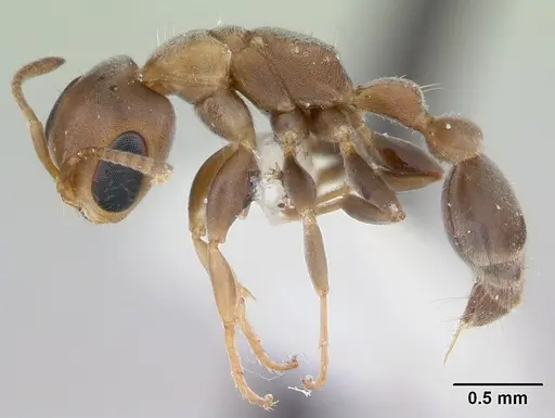 Pseudomyrmex oki specimen LACMENT142544 image lacment142544_3