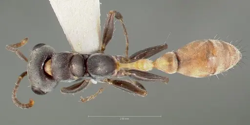 Pseudomyrmex opaciceps specimen CASENT0005848 image casent0005848_1