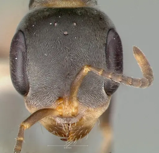 Pseudomyrmex opaciceps specimen CASENT0005848 image casent0005848_2