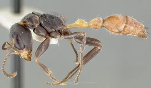 Pseudomyrmex opaciceps specimen CASENT0005848 image casent0005848_3