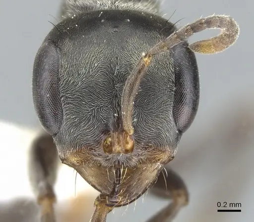Pseudomyrmex opaciceps specimen CASENT0902860 image casent0902860_2