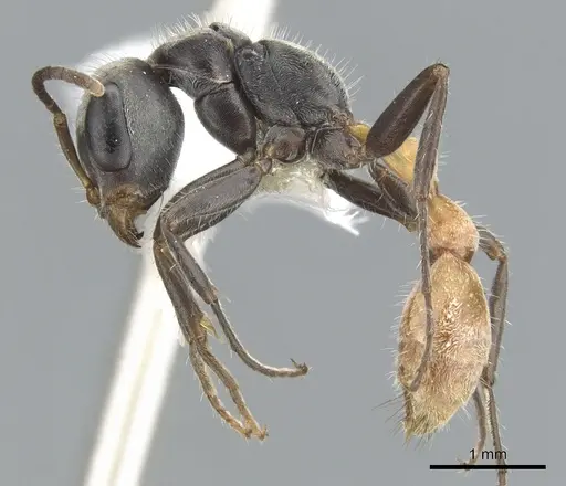 Pseudomyrmex opaciceps specimen CASENT0902860 image casent0902860_3