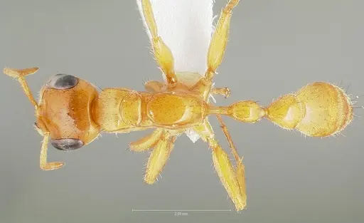 Pseudomyrmex osurus specimen CASENT0005847 image casent0005847_1