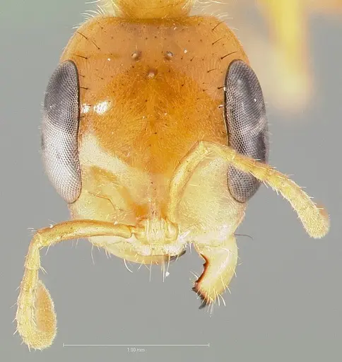Pseudomyrmex osurus specimen CASENT0005847 image casent0005847_2