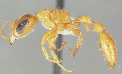 Pseudomyrmex osurus specimen CASENT0005847 image casent0005847_3