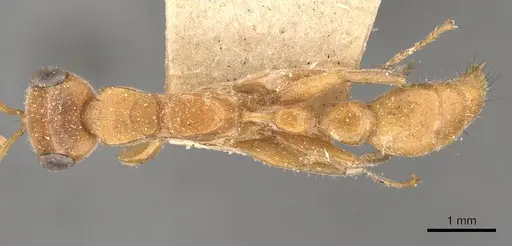 Pseudomyrmex osurus specimen CASENT0907480 image casent0907480_1